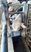 Image sur ABREUVOIR BOVICUP Mod.610